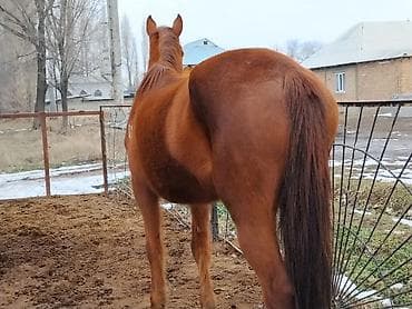 усыпление животных бишкек: Продаю | Кобыла (самка) | Рабочий — 2