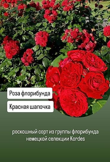 Розы садовые — коллекционные сорта 1) Роза флорибунда «Красная