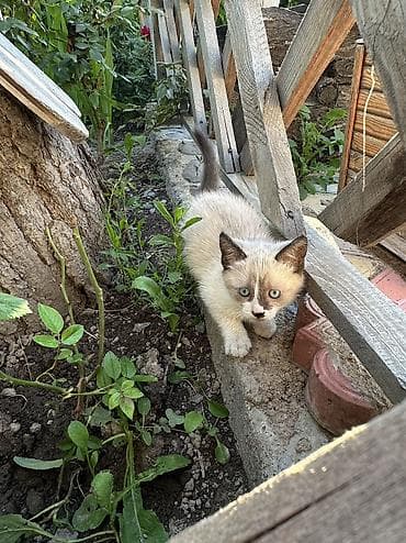 шенки овчарка: Отдадим кошечку бесплатно в хорошие руки😊Кушает сама, к лотку — 2