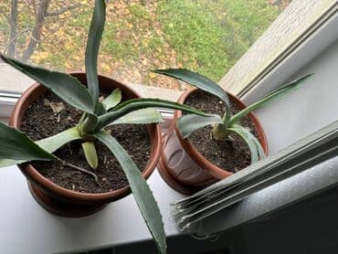 продам рассаду помидор: Продаю настоящую мексиканскую АГАВУ . растению (2 года) торг — 1