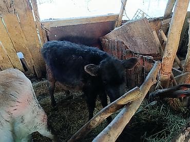 корова молоко литор сколько: Продаю | Музоо, торпок | Для разведения — 3