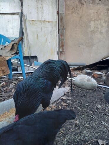 куры домашные: Продаю | Куры | Домашняя | Для разведения — 5