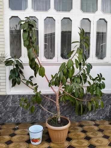 розы бишкек цена: 15000 сом фикусы — 1