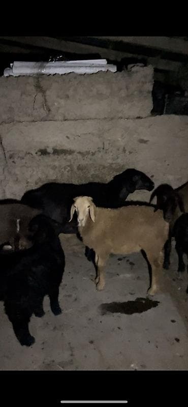 Продам с/х животных: Продаю | Овца (самка) — 1