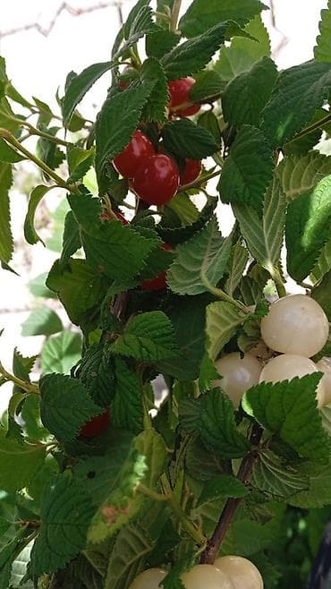 Инструменты: Саженцы войлочной вишни (Prunus tomentosa), редкие двухцветные формы — 3