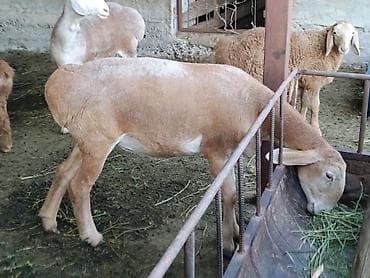 Айыл-чарба жаныбарлары: Сатам | Козу | Арашан | Көбөйтүү үчүн — 2