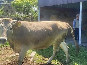 вызов ветеринара на дом бишкек: Продаю | Корова (самка) | Швицкая | Для разведения, Для молока | Привязанные — 5