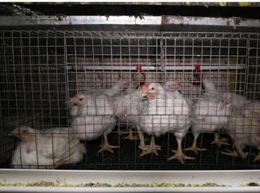 декоративные животные: Продаю | Куры | Бройлерная — 1