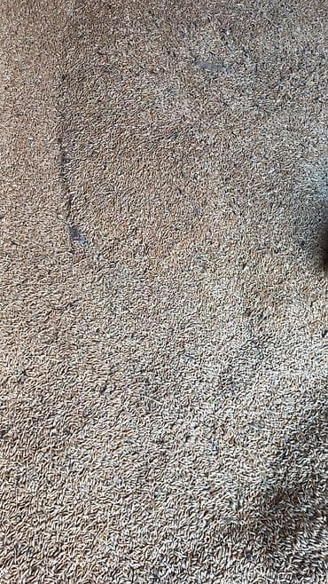 диван чолпон ата: Ячмень кормовой — 2