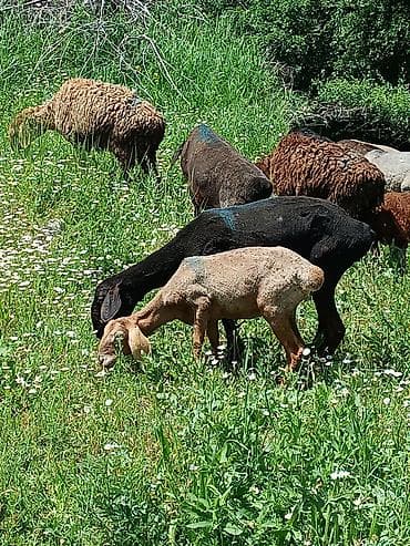 лошад пони: Продаю | Баран (самец) — 8