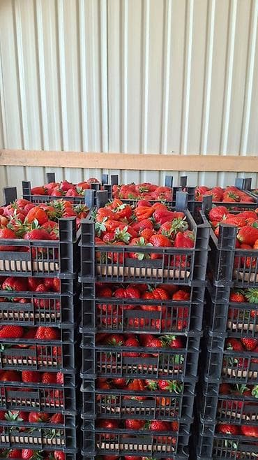 ящик для пчёл: Пластиковый Ящик, Новый — 3