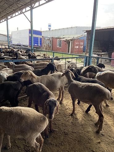 Продаю | Баран (самец), Овца (самка), Ягненок | Для разведения