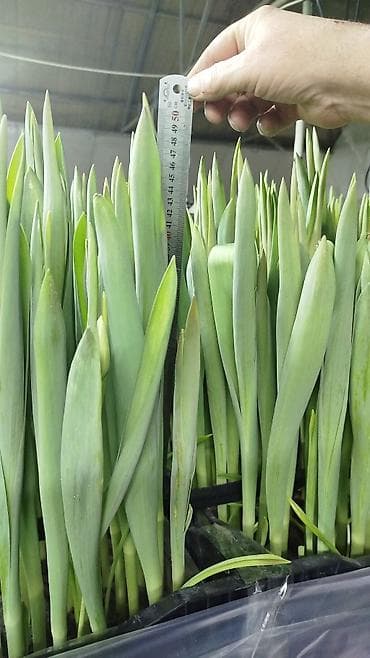 прием яблок в бишкеке: ТЮЛЬПАНЫ ТЮЛЬПАНЫ ТЮЛЬПАНЫ. принимаем заказы на тюльпаны оптом к 8 — 2