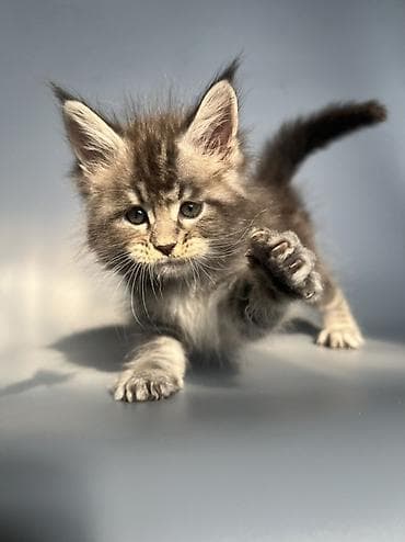 кошка британская: Чистокровные мейн-Куны от элитных родителей и предков с полным пакетом — 4