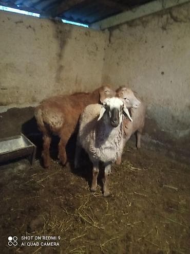 обрезки мясо: Продаю | Овца (самка) | Для разведения | Матка — 3