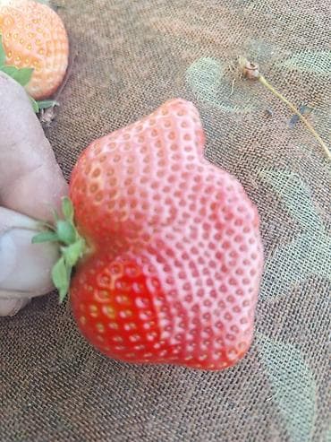 клубника 1 кг цена бишкек: Альбион клубника 🍓 сатылат 1кг 300сом
адрес: Тунгучта (Рухий-Мурас-2) — 7