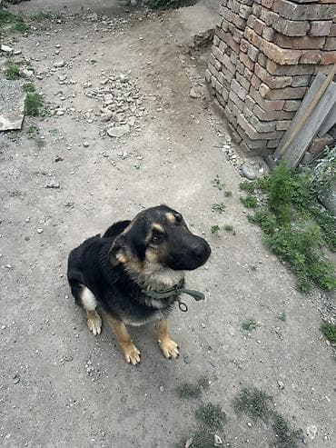 овчарки: Отдам в хорошие руки связи с переездом, собака знает — 2