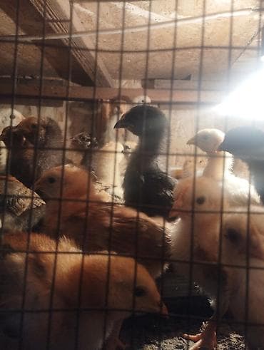 мальки форели купить: Продаю | Цыплята | Домашняя | Для разведения — 4