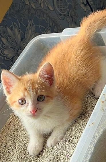 Рыже-белое счастье в добрые руки! 🐈✨ Отдам только в любящую семью — 1