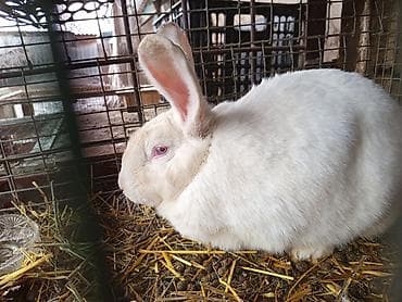 кролики калифорния: Продаю | Крольчиха (самка), Крольчата — 5