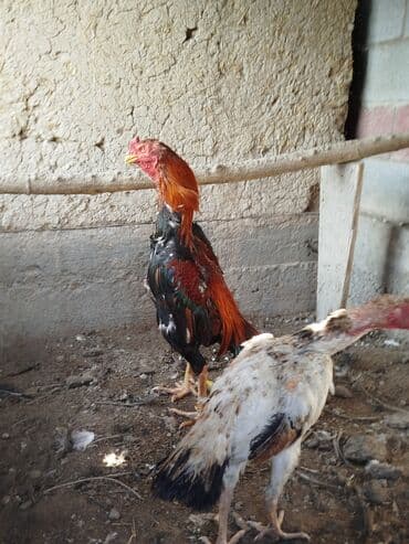 продается собака: Продаю | Куры — 4