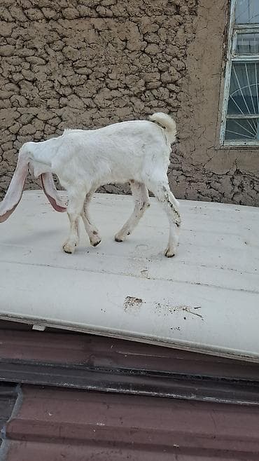 британские голубые котята купить: Продаю | Козлёнок | Нубийская | Для разведения | Племенные — 2