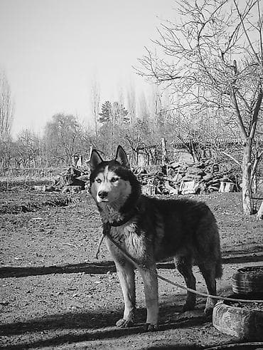 Собака даром: Хаски, 11 месяцев, Самец