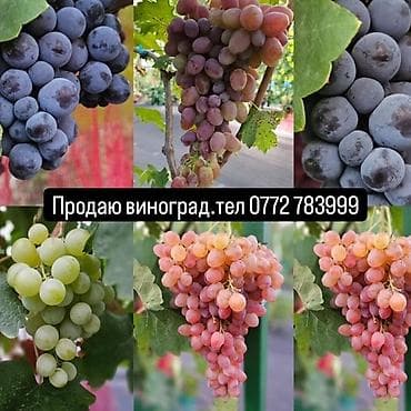 черно белый: Продаю виноград. Столовые сорта,вкусный,сладкий,сочный,с неповторимым — 1