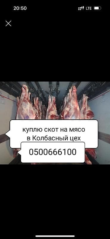 купою: Колбасный цех : Другие с/х животные, | На забой, на мясо — 1