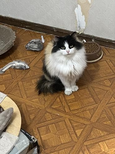 кошка мышык: Мышык бекер берилет: Орус көгүлтүр, Эркек — 5