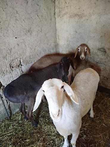 Үй жаныбарлары: Сатам | Ургаачы кой (ургаачы) | Союуга — 3