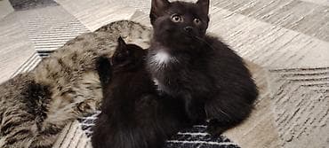 белый котенок: Котята домашние, черного окраса (двое), с маленьким белым галстуком у — 2