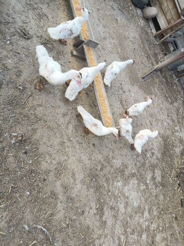 продаются собаки: Индоутки молодняк, 17шт. цена 5000сом за всех. с.Дмитриевка — 1