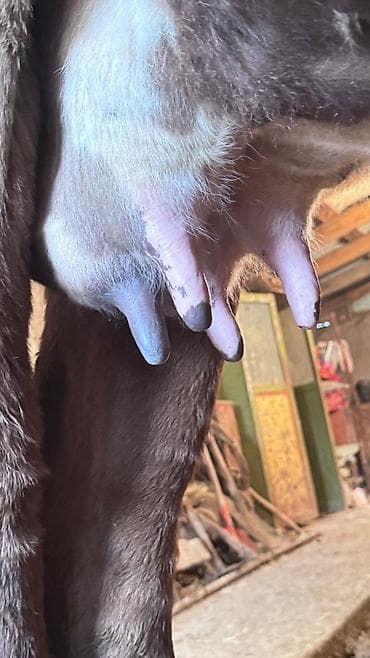 где можно купить ячмень: Продаю | Корова (самка) | Для молока | После отела — 1