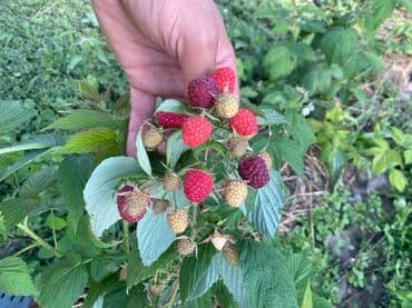 продаю или миняю: Саженцы малины (корневая поросль/делёнки) - Культура: малина сорта — 5