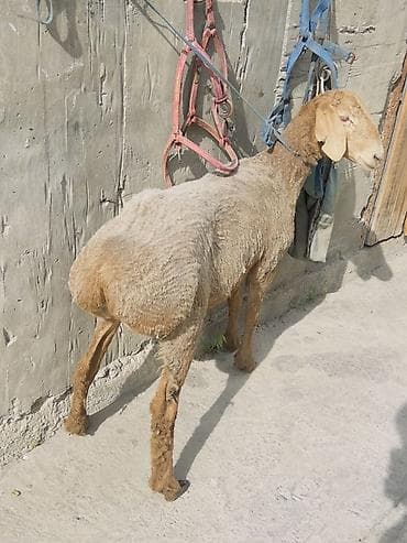 овес купить: Продаю | Ягненок | Полукровка, Арашан | Для разведения | Ярка — 5