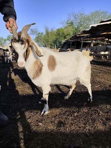 рекс койондор: Сатам | Теке (эркек) | Аргын | Көбөйтүү үчүн | Жасалма жол менен боозутуу — 2