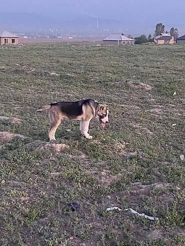 аргентинский дог: Алабай, 4 месяца, Самец, С прививкой — 5