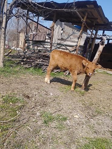 куплю теленок: Продаю | Музоо, торпок — 4