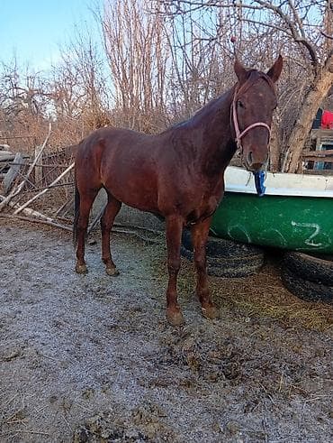 Кошки: Продаю | Жеребец | Конный спорт — 2