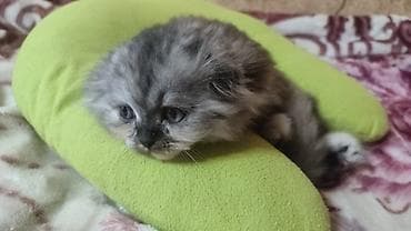 тай чистокровный: Шотландские котята - Пол: девочки — две фолд (вислоухие), две страйт — 6