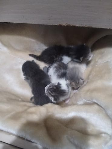 продаю котенка: Котята, недавно родившиеся, разноокрасочные: - Окрас: бело-серый — 6