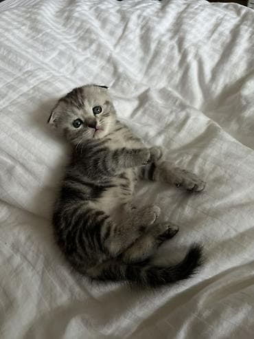 Животные: Шотландские котята: 1) девочка (Scottish fold) 2) девочка (Scottish — 2