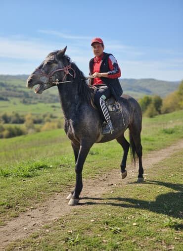 купить собаку овчарку: Продаю | Конь (самец) | Рабочий — 2