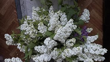 цветы пеларгонии: Срезанные ветви сирени белого цвета — пышные соцветия - Сортовая — 5