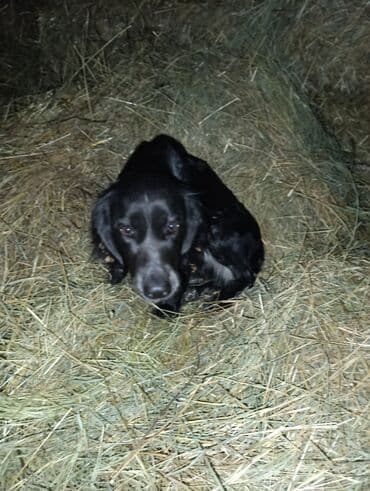 Спаниель, 1 год, Самка, С прививкой