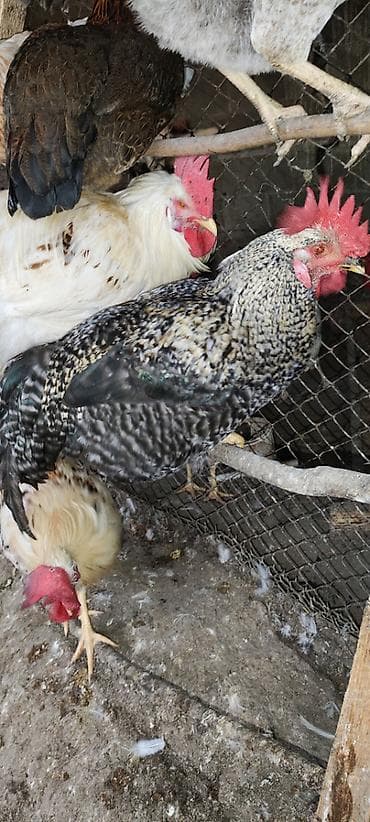 продам суточных цыплят: В продаже петушки мясо-яичной породы. Возраст 5 месяцев. Цена: 1500 — 8