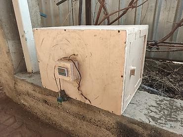 инкубационный яйца: Инкубатор/брудер — 1