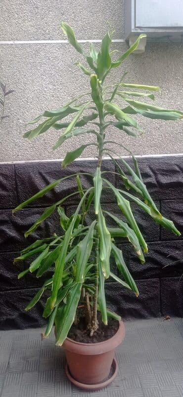 ель голубая цена: Продаю комнатные цветы — 2