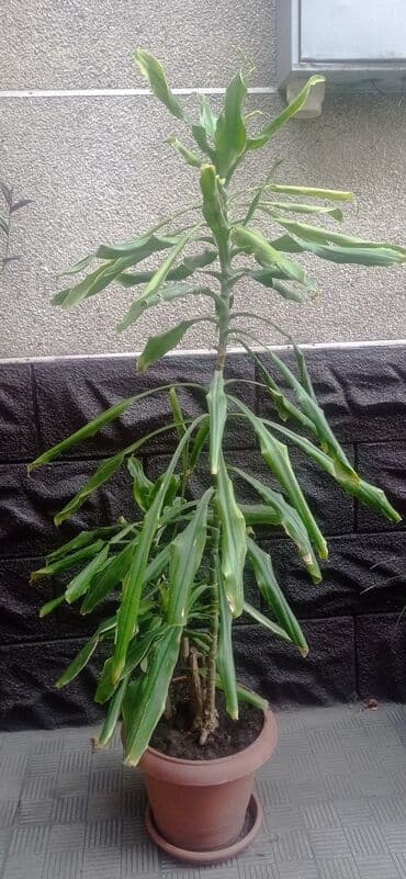 где купить водоросли для аквариума: Комнатные цветы !!! — 2